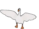 Goose