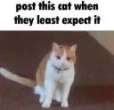 cat suprise