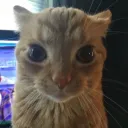 wtfbro?