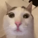 concerned | .gg/cutekitties