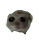 sad hampter