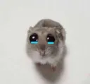 sad hamsti