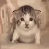 kitten sad explode