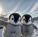 penguin duo