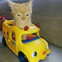 cat car