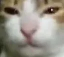 Maw