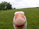 Goose Huh?