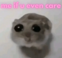 Sad Hamster