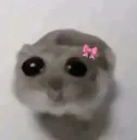 hamster