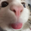 Cat_Tongue