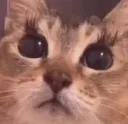 prettykitty