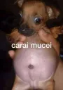 mucei