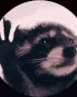 raccoon rave