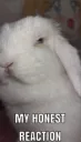 Judging bun bun