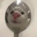spoon cat