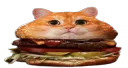 burger cat /stargazing