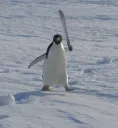 penguinngamok