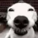 tehe