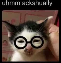 nerdy cat