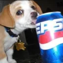 pepsi dog