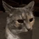 cat stare