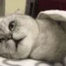 cat sleep