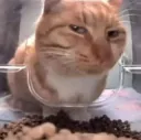 squinty kitty