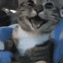 very happy kitty