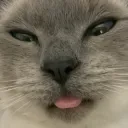tuna butt