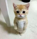 miyaw