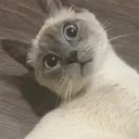 tuna wtf