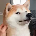 Suspicious dog DOGECOIN DOG