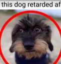 Retarded Dog