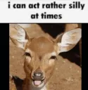deer silly