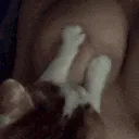 CatPatBoobs .gg/moonlightnsfw