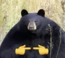 shy bear