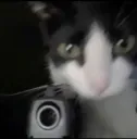 gun cat