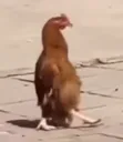 FREAKY CHICKEN STROLLS