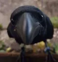 crowRah