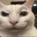 cat smirk 