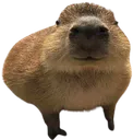 capybara