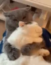cat hug