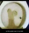 Spider dick