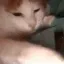 Cat vape