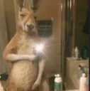 4Kkangaroo