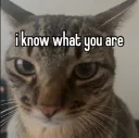 gay