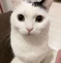 Cat stare