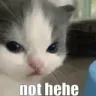 cat_hehe