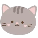 gray cat face