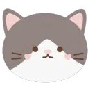 normal gray and white cat face